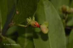 Euonymus tingens